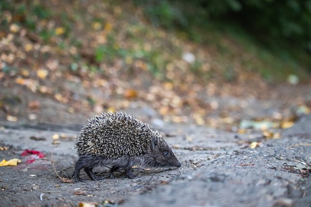 尼克斯vs魔术首发：班凯罗PK布伦森，唐斯缺席