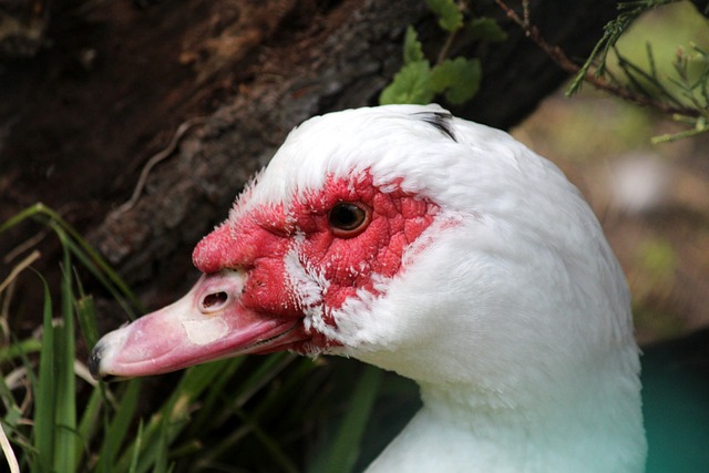 篮球篮网比赛中关键传球帮助球队取胜